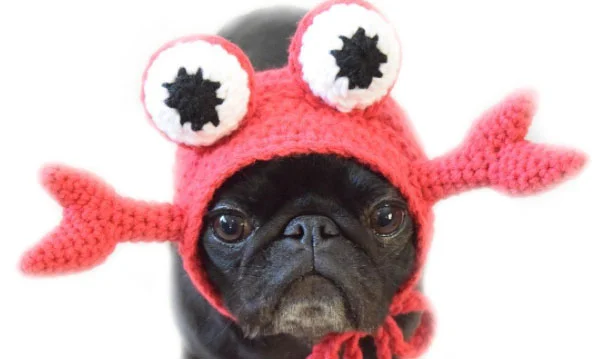 Cute baby cheap black pugs